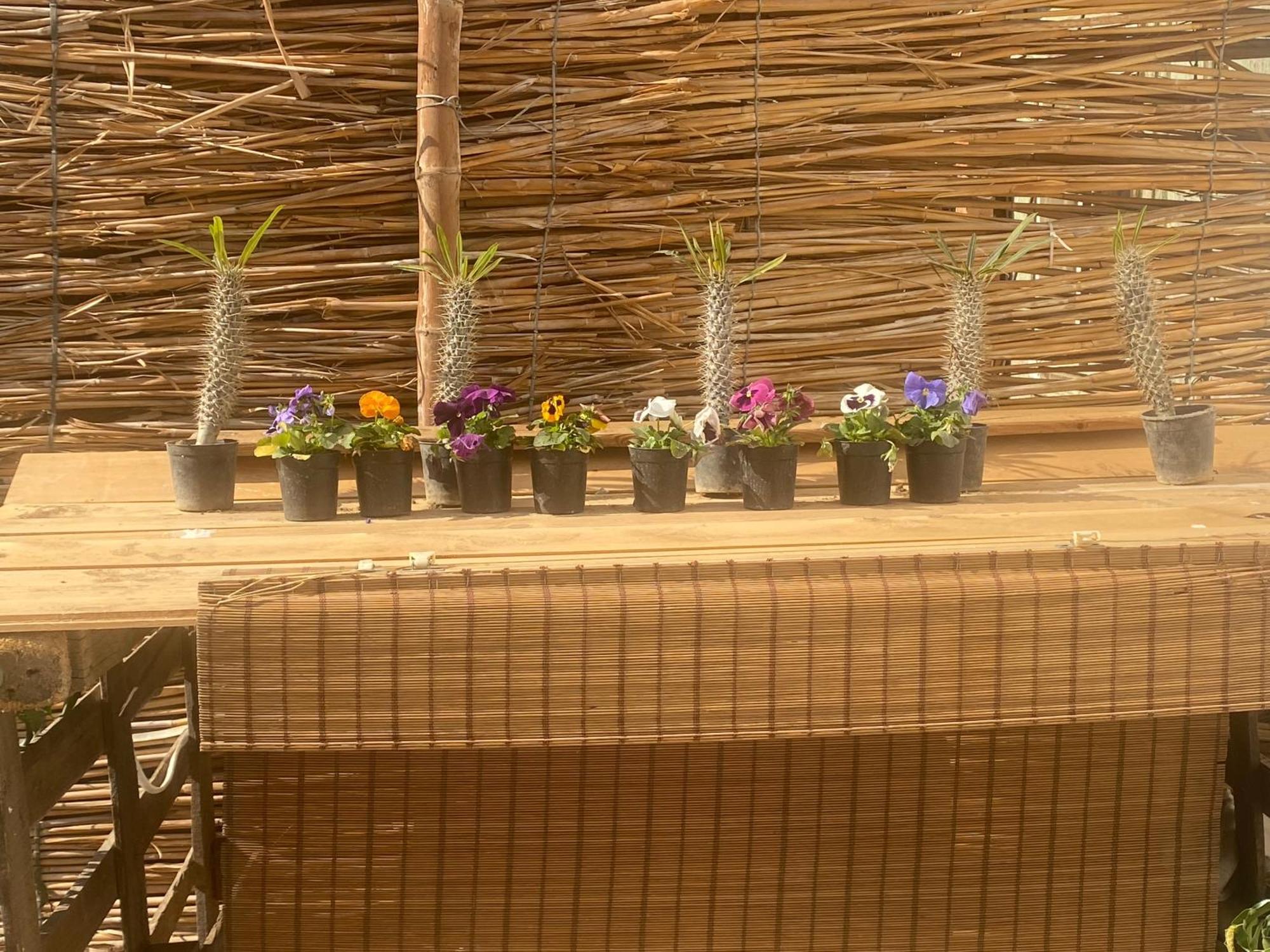 Airport Rooftop Club Luxurious Rooms And Studios Kairo Eksteriør bilde